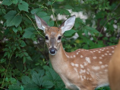 fawn